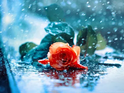 Цветы под дождем на снимках: прикосновение к прекрасному