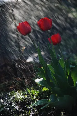 Увлажняющие капли: цветочная симфония под дождем