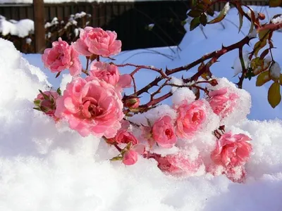 [30+] Цветы под снегом фото