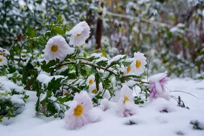 Цветы под снегом фотографии