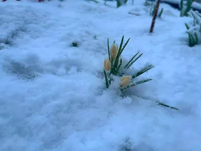 Зимнее вдохновение: неповторимое сочетание красоты Цветов и снега