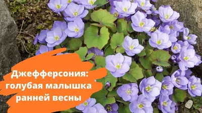 картинки : филиал, цвести, растение, фрукты, цветок, лепесток, Пища, весна,  производить, время года, вишня в цвету, Цветки сливы, Белый цвет сливы,  Белая слива, Цветы ранней весны 5152x3864 - - 638329 - красивые картинки -  PxHere