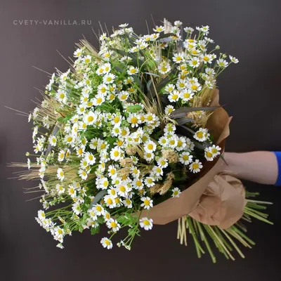 Букет из 101 белой хризантемы ромашки купить в Киеве: цена, заказ, доставка  | Магазин «Камелия»
