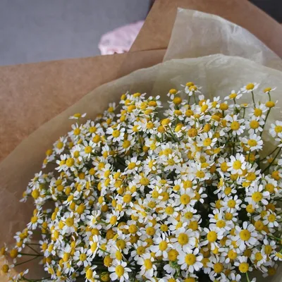 Букет ромашек 25 цветов | Flowers Valley