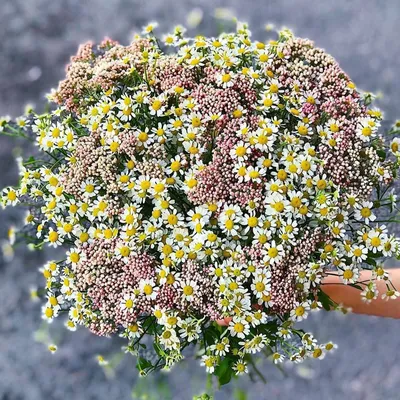 Купить Искусственные цветы / Ромашки / Букет цветов / Декор для дома по  выгодной цене в интернет-магазине OZON.ru (629012114)