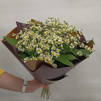 Ромашки цветки 1,5 г 20 шт цена в аптеке, купить в Санкт-Петербургe с  доставкой, инструкция по применению, отзывы, аналоги | Аптека “Озерки”