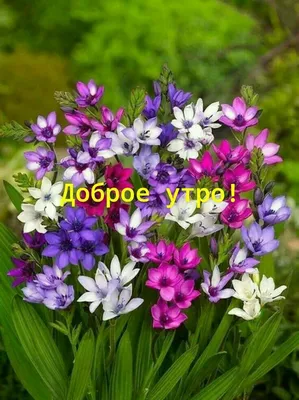 Новые картинки \"С Добрым Утром!\"