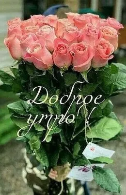 Розы! Картинки с добрым утром и хорошего настроения, картинки доброе утро  хорошего настроения и дня! | Желтая роза, Цветок, Красивые цветы