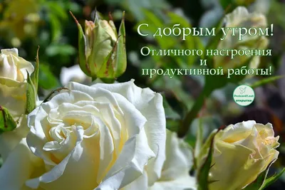 Пожелание доброго утра на милой открытке с веточкой цветов