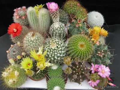 Кактус-микс: набор из 4-х растений - купить в интернет-магазине  FreshPlants.ru с доставкой по Москве, области, России