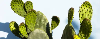Cactus MIX - Кактус (смесь) - купить семена на Tropics Seeds.