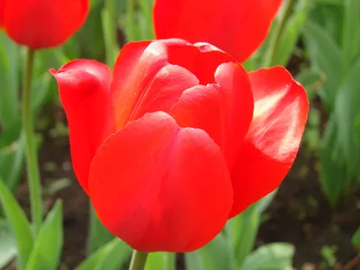 Вязаные цветы тюльпан крючком
