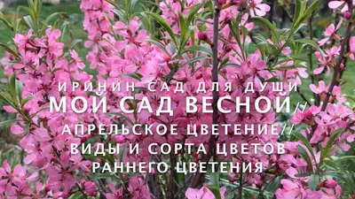 15 многолетников, которые цветут все лето | В цветнике (Огород.ru)