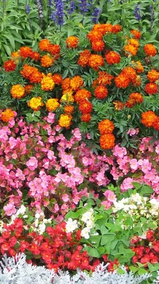 Самые долгоцветущие цветы - 67 фото