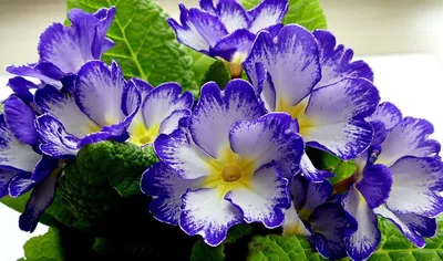Красивые низкорослые цветы для клумбы: 24 вида, которые будут цвести все  лето (93 фото) - Дом Mail.ru