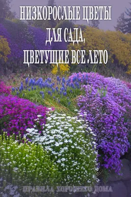 Низкорослые цветы, цветущие все лето: 121 лучших с фото и названиями |  ivd.ru