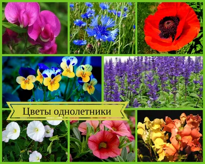 ТОП 9 цветов, которые цветут все лето до морозов - YouTube