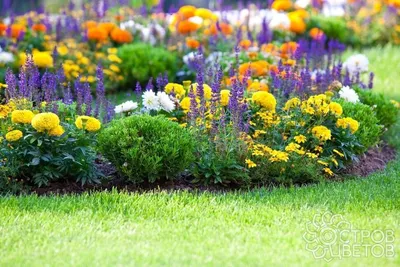 5 многолетников, цветущих все лето – беспроигрышный вариант для озеленения  садового участка