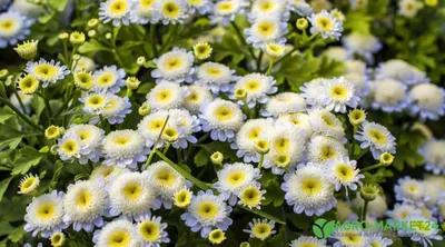 ТОП 7 МНОГОЛЕТНИКОВ, цветущие всё лето! От АГРОМАРКЕТ - YouTube