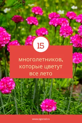 15 многолетников, которые цветут все лето | Цветник план, Садовые бордюры,  Садоводство