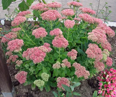 Дачные растения, цветущие всё лето: 10 саженцев для клумб — Roomble.com