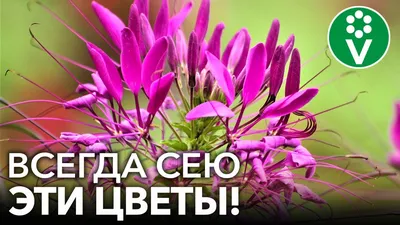 Цветы для балкона, цветущие все лето: 15 видов с фото | ivd.ru