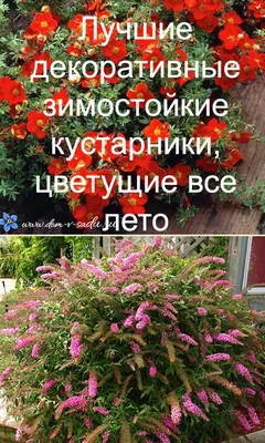 ЛУЧШИЕ ОДНОЛЕТНИЕ ЦВЕТЫ, которые цветут все лето и не требуют особого  ухода. Выбор биолога