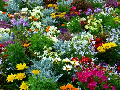Бордюрные цветы: названия и фото однолетних и многолетних цветов для  украшения дорожек