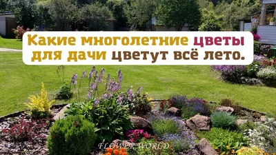 Какие многолетние цветы для дачи цветут всё лето.💐 - YouTube