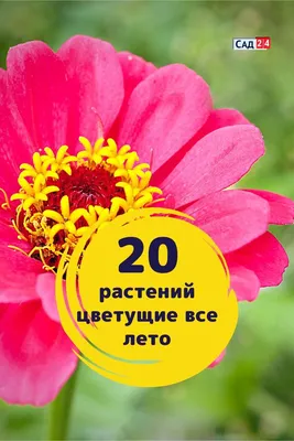 Цветы, которые цветут все лето, фото и название | Цветы, Красивые цветы,  Однолетние цветы