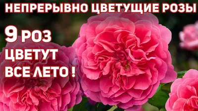 Непрерывно и щедро цветущие розы, 9 замечательных сортов. Без перерыва - все  лето! - YouTube