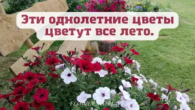 Эти однолетние цветы цветут все лето.💐 - YouTube