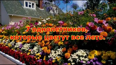 Топ 7 однолетников которые цветут все лето - YouTube