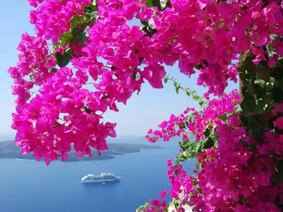 Роскошные цветы в Турции. Обзор растений на территории отеля CRYSTAL  SUNRISE QUEEN СИДЕ - YouTube