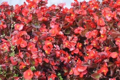 В Аланье цветет великолепная глициния | Holiday Homes - Агентство  недвижимости