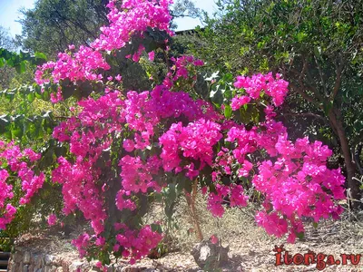 12 прекрасных цветущих растений на Средиземном море (в Турции) | ВКонтакте
