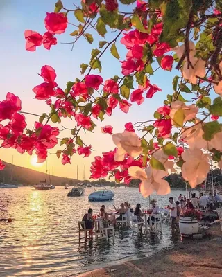 Красивая Природа Турции Цветущие Кусты Турецкого Города Сиде Райские Цветы  Розовый Цветущий Фон Невероятные Красочные Цветы Розовый Ку — стоковые  фотографии и другие картинки Абстрактный - iStock