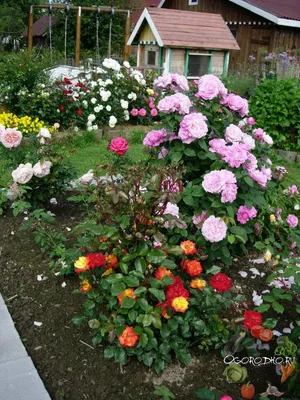 розы в ландшафтном дизайне | Садовый домик, Розы, Клумбы