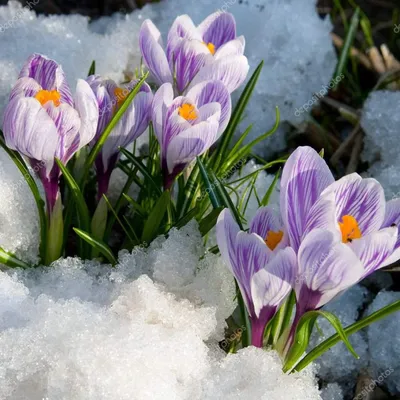 Фото цветов в снегу: зимняя прелесть, доступная для скачивания