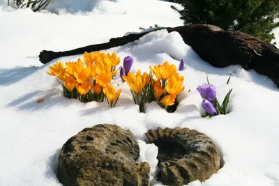 Фон снежных цветов: красота, которая расцветает в холодных днях