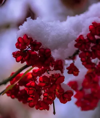 Изысканные цветы в снежной пустоте: неповторимое сочетание природы и флоры
