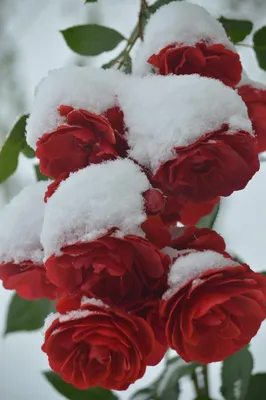 Цветы в снегу фотографии