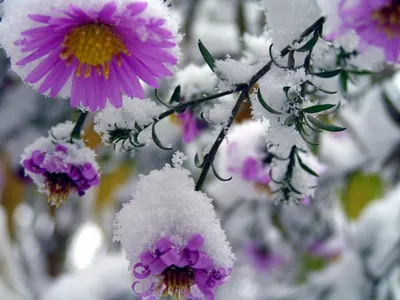 Синие цветы в снегу: природа, как настоящий художник