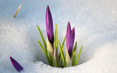 Фото с чистым снегом и яркими цветами: воплощение красоты