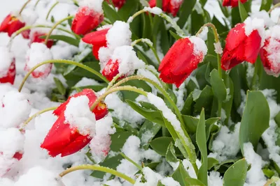 Цветы в снегу: радость зимнего цветения