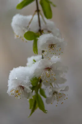 Фото цветов на фоне снега: природа и сезоны в едином изображении