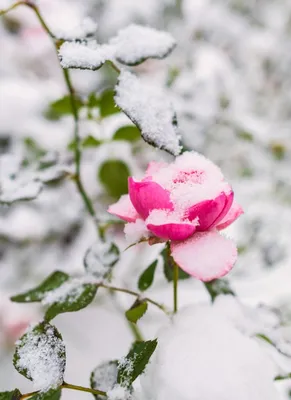Зимние цветы в снегу: красота проявляется в самых необычных формах