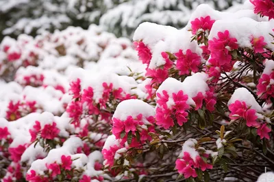 Фоновые изображения с цветами в снегу: создайте гармонию на своем экране
