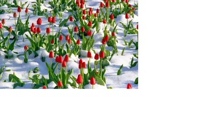Великолепные цветы в снежном покрове: запечатленная красота