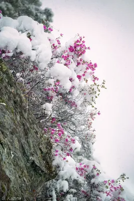 Цветы в снегу: обои, чтобы ощутить близость с природой